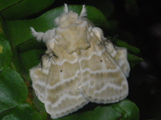 Eucraera gemmata